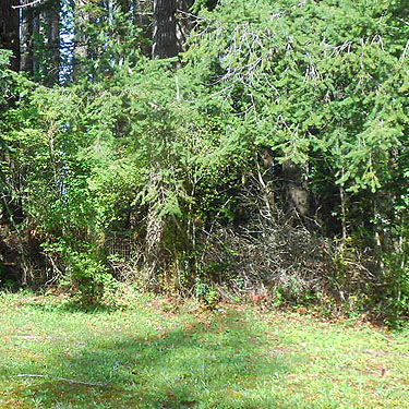 hanging hemlock foliage, Humptulips Cemetery near Humptulips, Washington