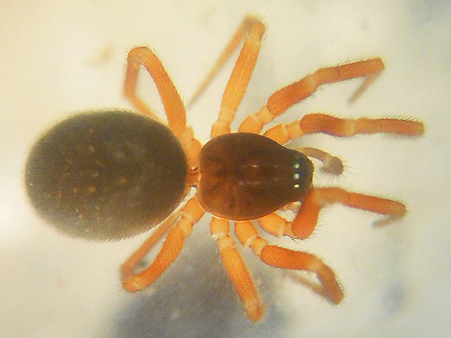 female spider Walckenaeria columbia from Douglas-fir cones, forest near East Fork Hoquiam River, Washington