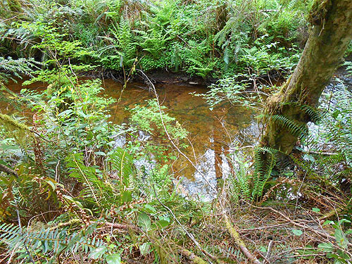 unnamed creek in forest near East Fork Hoquiam River, Washington