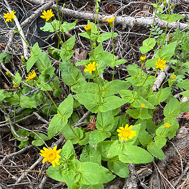 Arnica flowers, ski-runs area on Mission Ridge, Chelan County, Washington