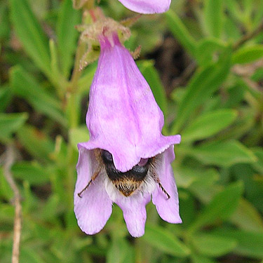 bumble bee deep inside Penstemon flower, ski-runs area on Mission Ridge, Chelan County, Washington