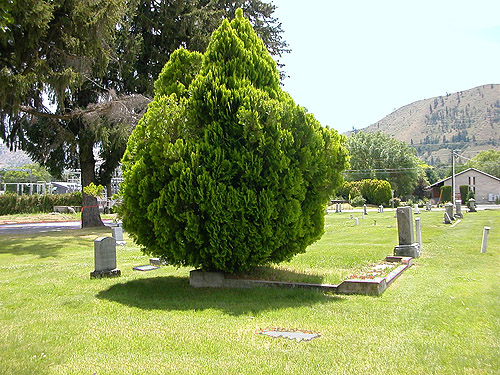 cedar shrub in Cashmere Cemetery, Cashmere, Washington