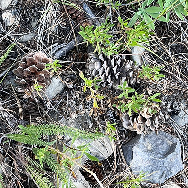 pine cones at lower location, ski-runs above Mission Ridge resort, Chelan County, Washington