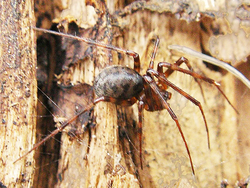 spider Pimoa curvata from under wood, ski-runs above Mission Ridge resort, Chelan County, Washington