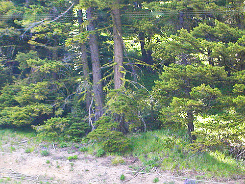 conifer foliage on west side,  ski-runs area on Mission Ridge, Chelan County, Washington