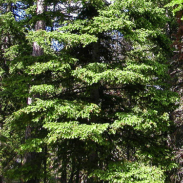 foliage on near side, ski-runs area on Mission Ridge, Chelan County, Washington