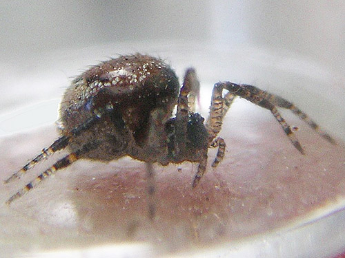 spider Euryopis formosa from pine cones, ski-runs above Mission Ridge resort, Chelan County, Washington