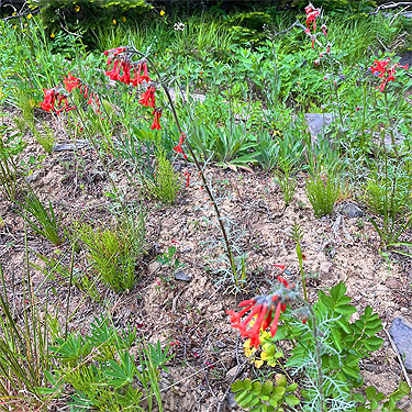 Scarlet Gillia plant in bloom, ski-runs above Mission Ridge resort, Chelan County, Washington