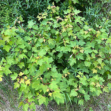 small Douglas maple near pine tree site, ski-runs above Mission Ridge resort, Chelan County, Washington