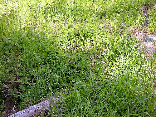 meadow habitat, ski-runs area on Mission Ridge, Chelan County, Washington