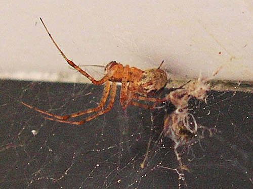 spider Pityohyphantes minidoka on building, ski-runs above Mission Ridge resort, Chelan County, Washington