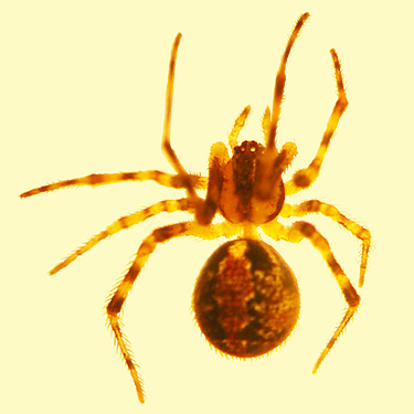 spider Theridion montanum from conifer foliage, ski-runs above Mission Ridge resort, Chelan County, Washington