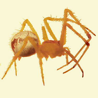 spider Theridion neomexicanum from ski-runs area on Mission Ridge, Chelan County, Washington