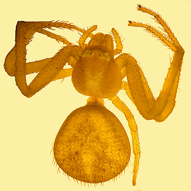 yellow Misumenops spider swept from Arnica in meadow, ski-runs area on Mission Ridge, Chelan County, Washington