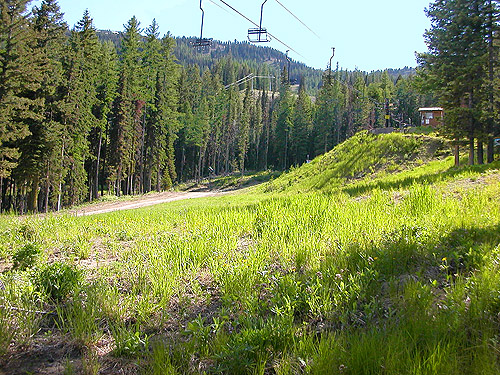 meadow and forest habitats, ski-runs above Mission Ridge resort, Chelan County, Washington