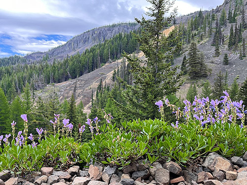 roadside stand of Penstemon, ski-runs area on Mission Ridge, Chelan County, Washington