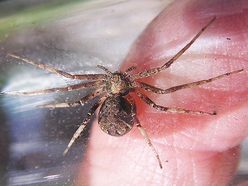 crab spider Philodromus ?oneida from elderberry, ski-runs area on Mission Ridge, Chelan County, Washington