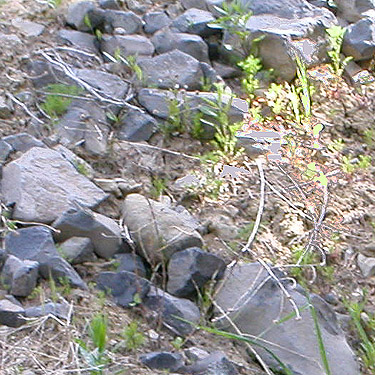 rocks as spider habitat, ski-runs above Mission Ridge resort, Chelan County, Washington