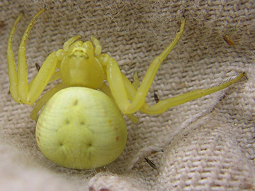 crab spider Misumena vatia from elderberry, ski-runs above Mission Ridge resort, Chelan County, Washington