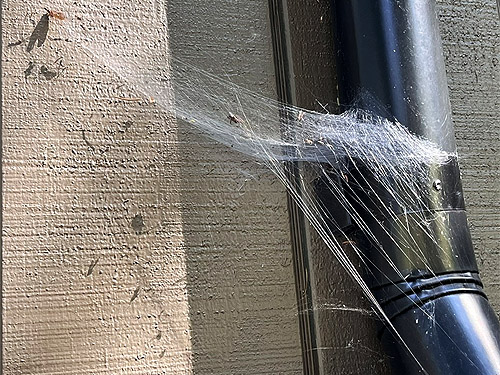 Pityohyphantes spider web on building, ski-runs area on Mission Ridge, Chelan County, Washington