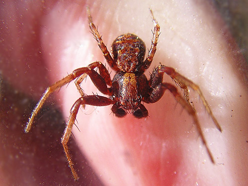 male Xysticus crab spider from under rock, ski-runs above Mission Ridge resort, Chelan County, Washington