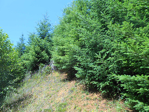 accessible trees in clearcut, Upper Wishkah River spider sites, Grays Harbor County, Washington