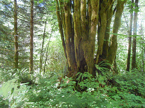 large bigleaf maple, Upper Wishkah river spider sites, Grays Harbor County, Washington