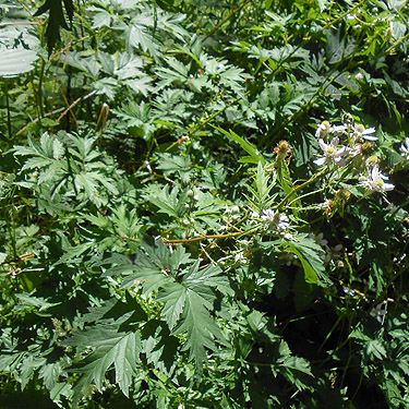 horrible cutleaf blackberry, Upper Wishkah River spider sites, Grays Harbor County, Washington