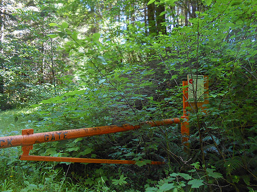 Green Diamond gate on overgrown road to pond, Upper Wishkah river spider sites, Grays Harbor County, Washington
