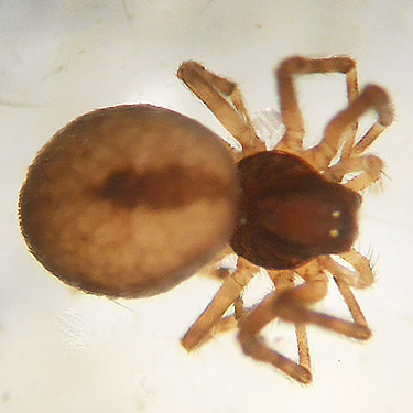 Dictyna sp. #1 from clearcut, Upper Wishkah River spider sites, Grays Harbor County, Washington