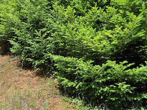 Douglas-fir foliage, Upper Wishkah River spider sites, Grays Harbor County, Washington