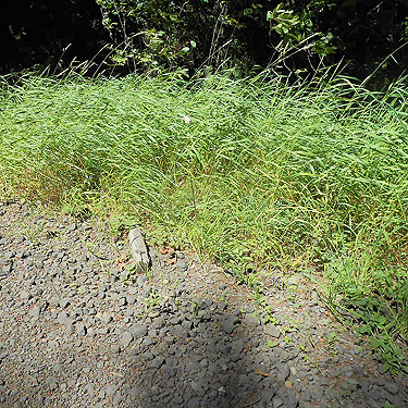 grassy roadside habitat, &copy; Rod Crawford