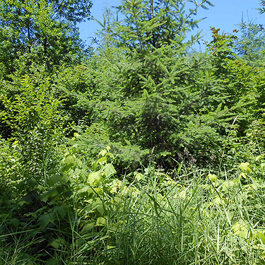 impenetrable thicket in clearcut, Upper Wishkah River spider sites, Grays Harbor County, Washington