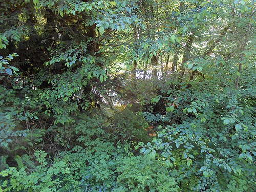 in riparian forest, Upper Wishkah River spider sites, Grays Harbor County, Washington
