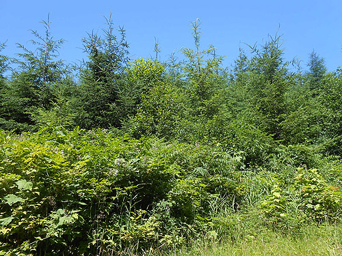 shrub-blackberry jungle blocking way, Upper Wishkah River spider sites, Grays Harbor County, Washington