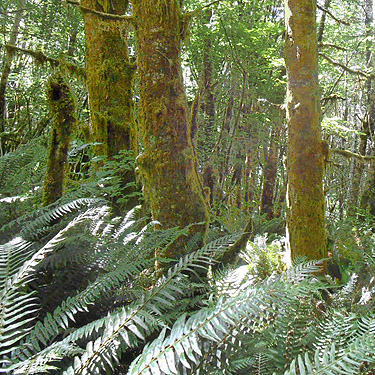 mossy tree trunks, Upper Wishkah river spider sites, Grays Harbor County, Washington