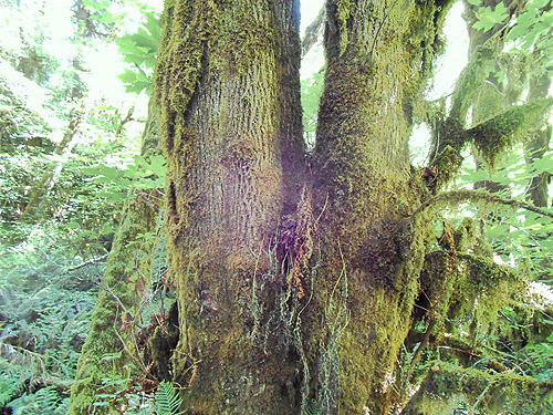 mossy bigleaf maple, Upper Wishkah River spider sites, Grays Harbor County, Washington