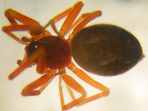 Walckenaeria oregona spider from overgrown road, Upper Wishkah River spider sites, Grays Harbor County, Washington