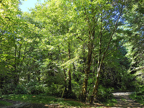 Lush roadside forest at our parking site, Upper Wishkah river spider sites, Grays Harbor County, Washington