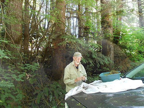 Jerry Austin sifting moss, Upper Wishkah river spider sites, Grays Harbor County, Washington