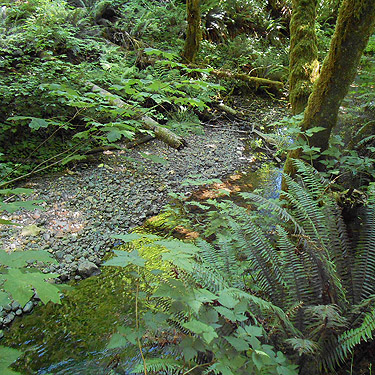 unnamed tributary with gravel, Upper Wishkah River spider sites, Grays Harbor County, Washington