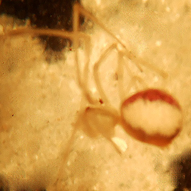 Theridion californicum spider from ferns, Upper Wishkah River spider sites, Grays Harbor County, Washington