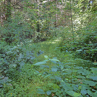 overgrown road/trail to pond, Upper Wishkah river spider sites, Grays Harbor County, Washington