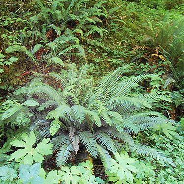 fern understory, Upper Wishkah river spider sites, Grays Harbor County, Washington