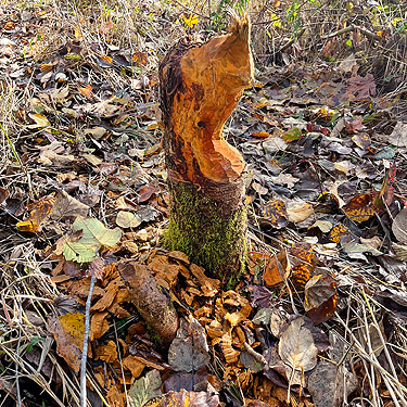 beaver activity, Upper Winston Creek, Lewis County, Washington