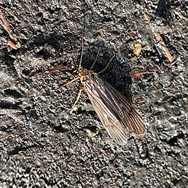 caddisfly, Upper Winston Creek, Lewis County, Washington