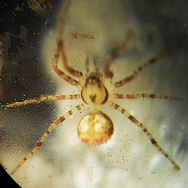 spider Ero canionis from ferns, Upper Winston Creek, Lewis County, Washington