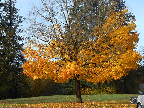 Fall color at freeway rest area, Lewis County, Washington