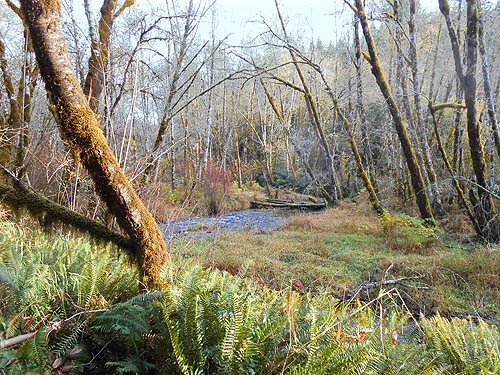 Upper Winston Creek, Lewis County, Washington