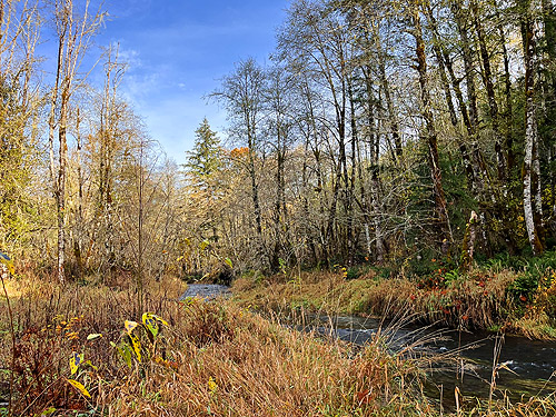 Upper Winston Creek, Lewis County, Washington